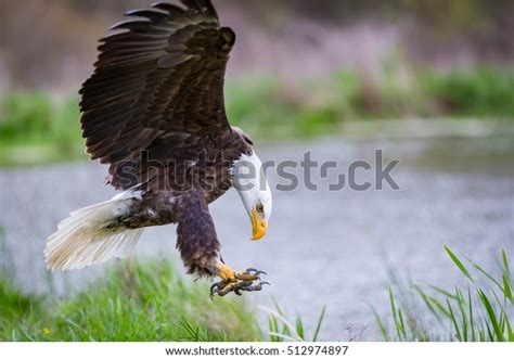 Bald Eagle Landing Stock Photo Edit Now 512974897