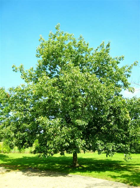 Quercus Rubra Pépinière Cramer Inc