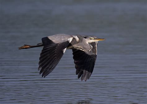 Heron In Flight By Neilschofield Ephotozine