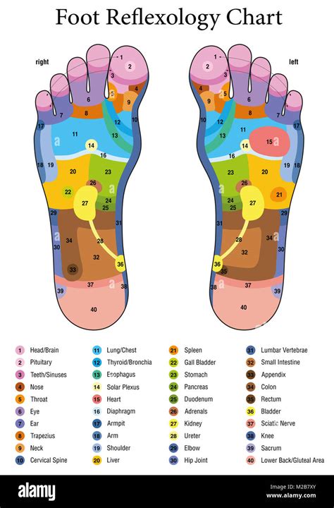 Foot Reflexology Acupressure Chart