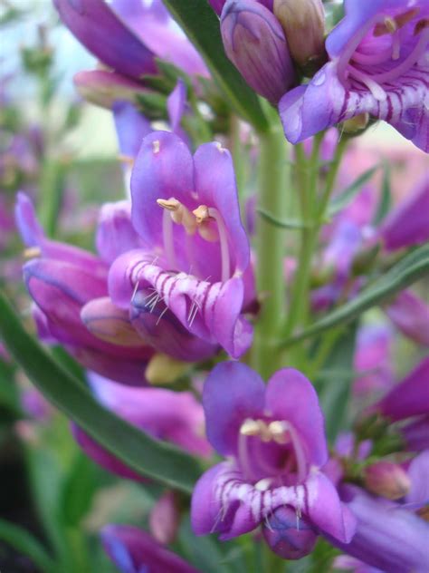 Penstemon plants (beardtongue) come in a variety of shapes, colors and bloom times to deliver texture and dimension to your garden across the seasons. Delfts Blue Riding Hood Beardtongue | Hummingbird plants ...