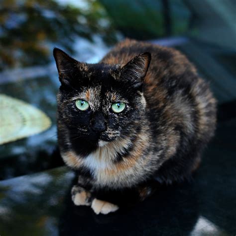 20 Cool Pictures Of Calico Cats