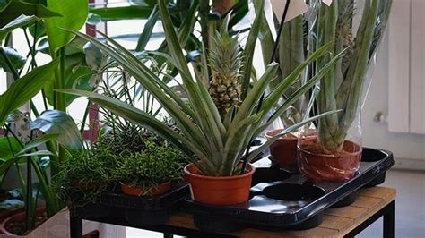 How To Grow Pineapples As Houseplants Todays Homeowner Plants
