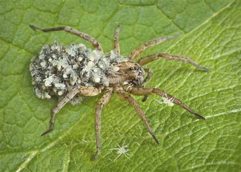 How big can a wolf spider get? Astounding Facts About Wolf Spiders That'll Leave You ...
