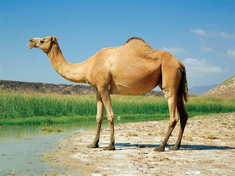 If Camel Humps Don’t Contain Water What’s Inside
