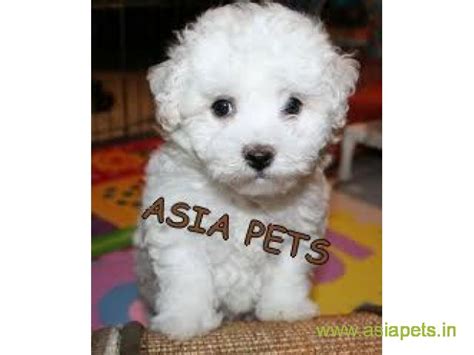 If you have a really tight budget and can't spend more than 10k then these are the best for you. Bichon frise pups price in kochi, Bichon frise pups for ...