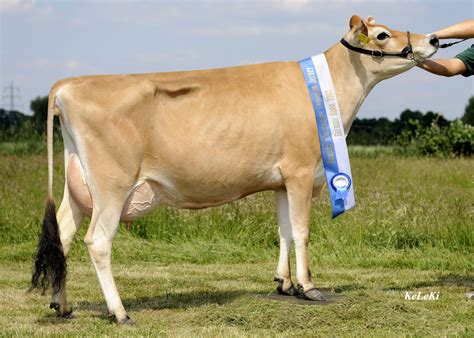 The jersey ranges in color from light to dark brown. Verband Deutscher Jerseyzüchter