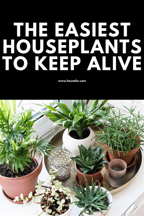 The Easiest Houseplants To Keep Alive
