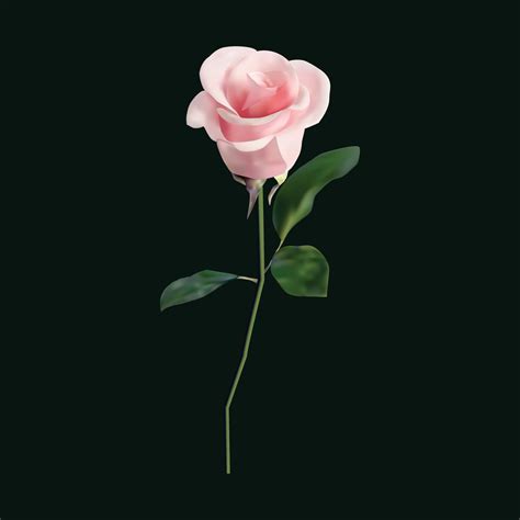 Beautiful Single Pink Rose Isolated On Dark Background 9923931 Vector