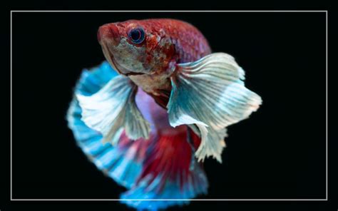 Elephant Ear Betta Male Vlrengbr