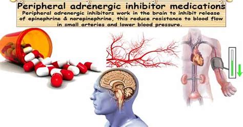 Peripherally Adrenergic Blockers Medications For Hypertension