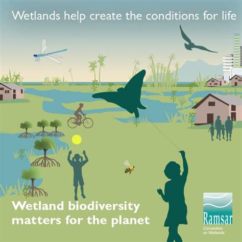 Wetland Biodiversity Matters World Wetlands Day 2020 Nantucket
