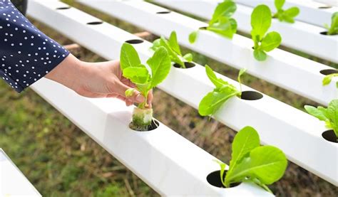 Premium Photo Hydroponic Planting In The Hydroponic Vegetables System