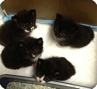Kittens and cats for adoption near me. West End, NC - Domestic Shorthair. Meet Tuxedo Kittens a ...