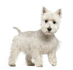 terrier definition  meaning collins english dictionary