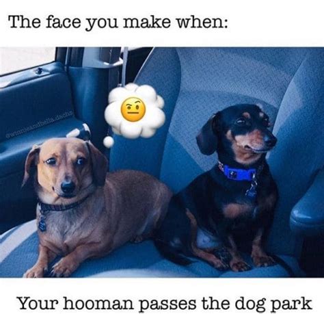 15 Funny Dachshund Memes That Will Make You Laugh Petpress