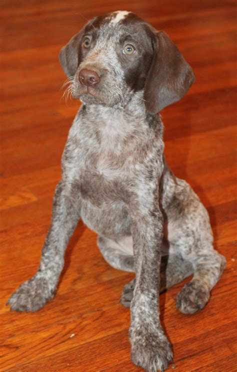 Send email to gsp puppies click here to visit gsp puppies website. German Shorthaired Pointer Puppies For Sale | Lake Balboa, CA #315752