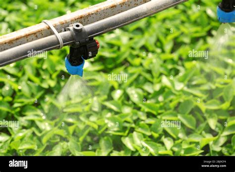Greenhouse Watering System In Action Stock Photo Alamy