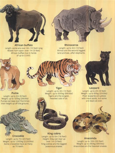 The Usborne Big Book Of Big Animals By Maskell Hazel 9781409507994