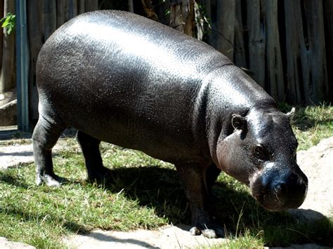Halle Zoo Pygmy Hippo Zoochat