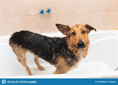 Bathing Of The Funny Mixed Breed Dog Dog Taking A Bubble Bath