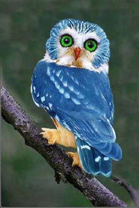 The Blue Owl Of The Philippines 19 31 A Friend Shared This Photo Of A