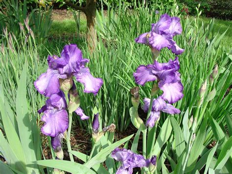 Complete Care Of Tall Bearded Iris What Grows There Hugh Conlon