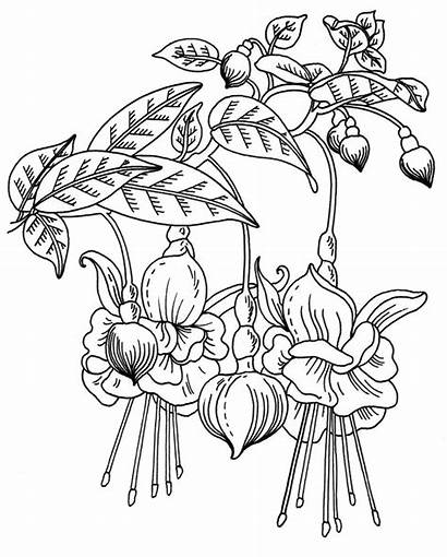 Rubber Penny Stamp Designs Flower Coloring Pages