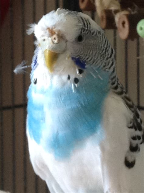 Recently I Noticed That My Budgie Had Some Sort Of Scab Or Growth