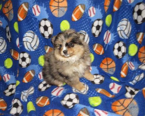 Tri Colored Pomeranian Puppies For Sale