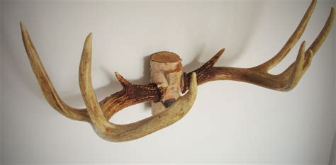 In this blog article, i share some diy antler mount & antler décor ideas and show you how to make either an antler coat rack and/or antler hat rack from a shed elk antler. DIY Deer Antler Mount You Can Make From a Scrap Log instructions | Antler mount, Deer antlers ...