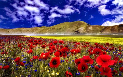 We did not find results for: Aesthetic Red Flower Field Wallpapers - Wallpaper Cave