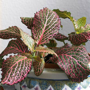 Coleus is a perennial plant in warm climates, typically grown as an annual. The EcoCube: List of recommended plants