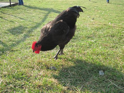 file black sex link chicken wikimedia commons