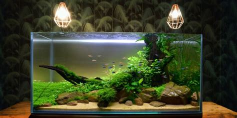 Best Artificial Plants For Aquariums The Best Aquarium