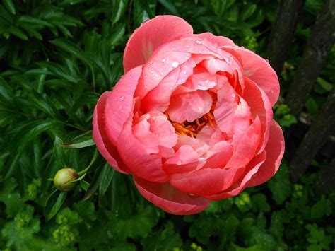 Maybe you would like to learn more about one of these? A List of 48 Flowers That Bloom in May With Pin-worthy ...