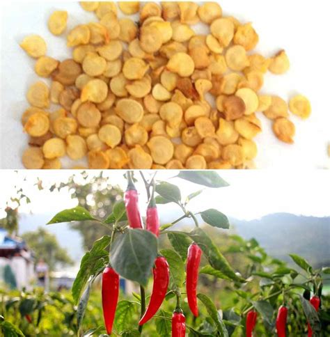 You can also grow a cactus from a seed, but the success rate here is lower and it will take much longer for the plant to grow. Chilli Seed Germination, Time, Temperature, Procedure ...