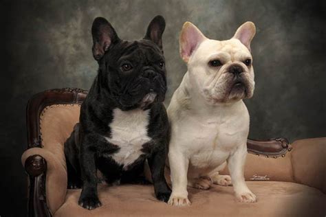 A mini french bulldog has a bit longer life expectancy than the french bulldog. French Bulldog Dog Breed Information