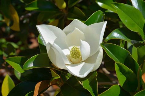 What Does A Magnolia Flower Look Like Best Flower Site