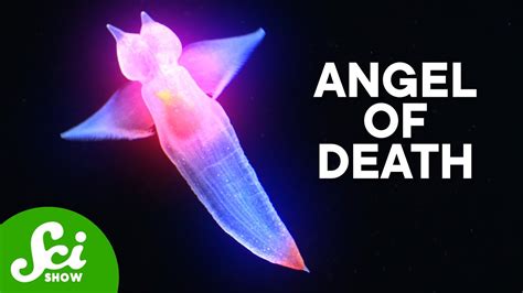 the deadly sea angels youtube