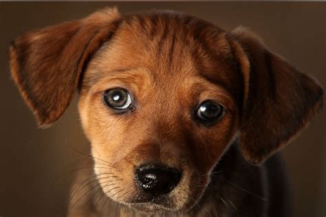 Pawsome Pets Dogs Evolved ‘puppy Eyes To Manipulate Humans