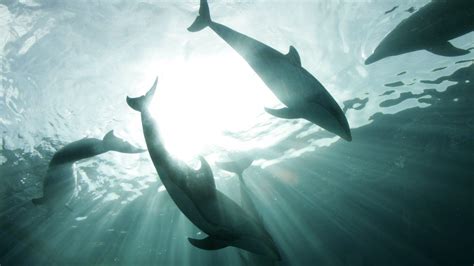 A Us Government Agency Wants To Ban Swimming With Hawaiis Dolphins
