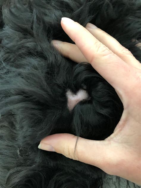 I Found A Strange Bump Of Skin On My Puppys Head I Found A Strange