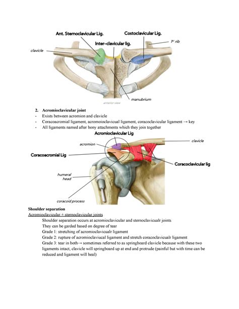 Anatomy Joints Notes Acromioclavicular Joint Exists Between Acromion