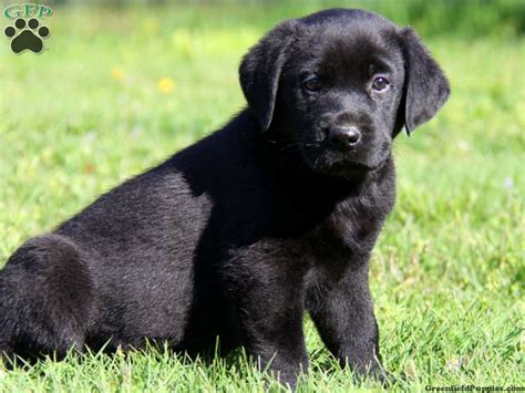 Cute Dogspets Black Lab Labrador Retriever Pictures