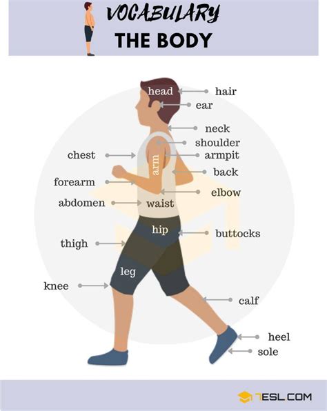 Parts Of The Body In English Human Body Parts Names 7 E S L Human