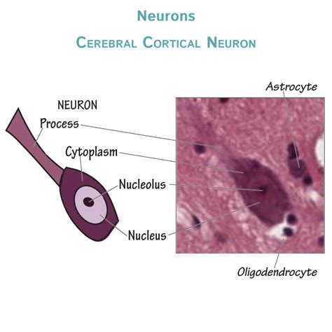 Histology Glossary Neurons Draw It To Know It