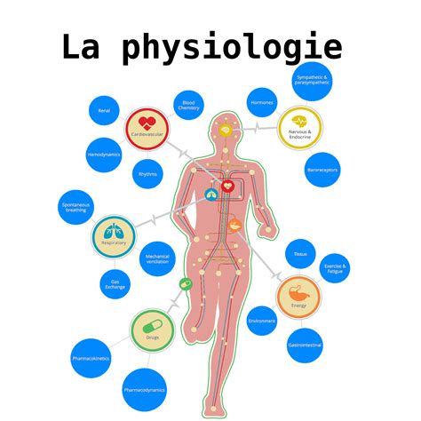 Physiologie Humaine De Lexercice Nataswim