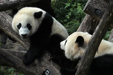 Giant Pandas Endangered Status Bruin Blog