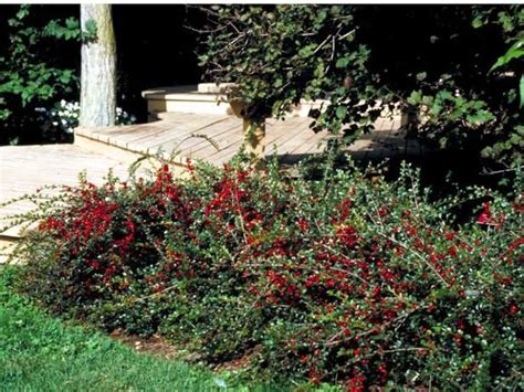 Cotoneaster Ground Excellent Spreading Ground Cover Has Beautiful